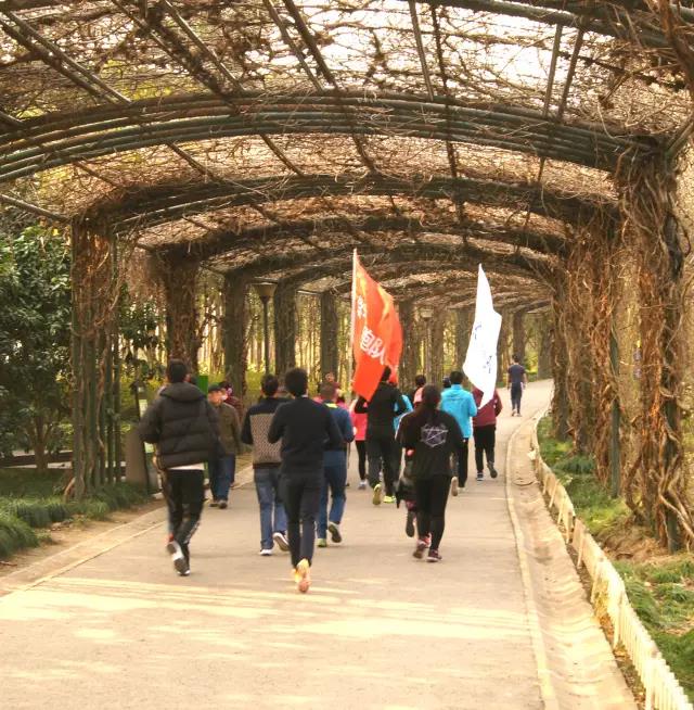 无锡紫苹果装饰